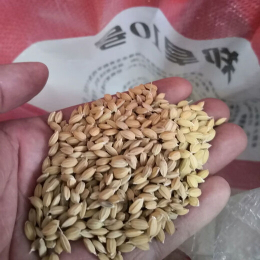 Upland rice seeds Zhenghan No. 10 Yield per kilo Jin Jin is equal to 0.5 kilograms Indica rice Luodao 998 Direct-seeded rice conventional rice seeds Dan upland rice 53-500 grams