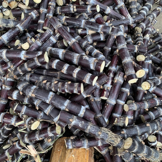 Authentic Guangxi black-skinned sugarcane seedlings, middle-section sugarcane seeds, sugarcane spores, full sugarcane tips, 100 black-skinned sugarcane seedlings