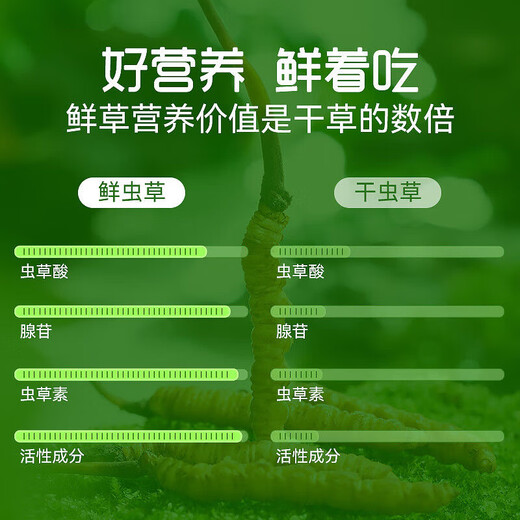 Zangkangtang Authentic High Altitude Fresh Cordyceps sinensis 2025 First Period Selected Fresh Cordyceps SF Cold Chain Direct 0.70.8g/root, 10 roots in total
