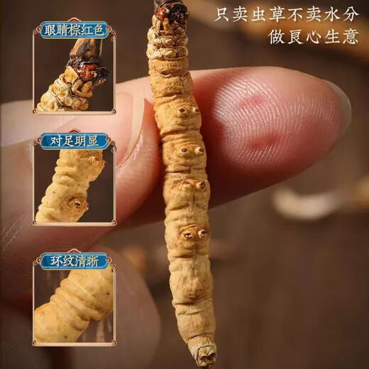 Kangyuan Tibetan grassland Cordyceps high-altitude dry goods Cordyceps health supplements gifts for parents, elders and colleagues high-end gift boxes, 3 sticks per gram, 50 grams [Exclusive gift box]