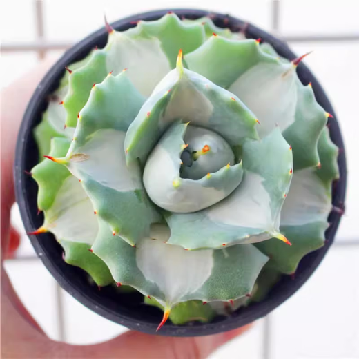 迎虞花苑  王妃雷神白中斑 龙舌兰科多肉植物小盆栽 变异花卉植物好养大 黑罗刹开黑色花3-5厘米