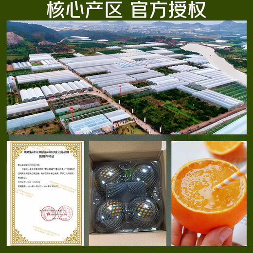 Jingmi Xiangshan Red Beauty Citrus, net weight 1.3Jin Jin equals 0.5kg, 4 pieces, single fruit 140g + Ehime jelly orange source straight hair