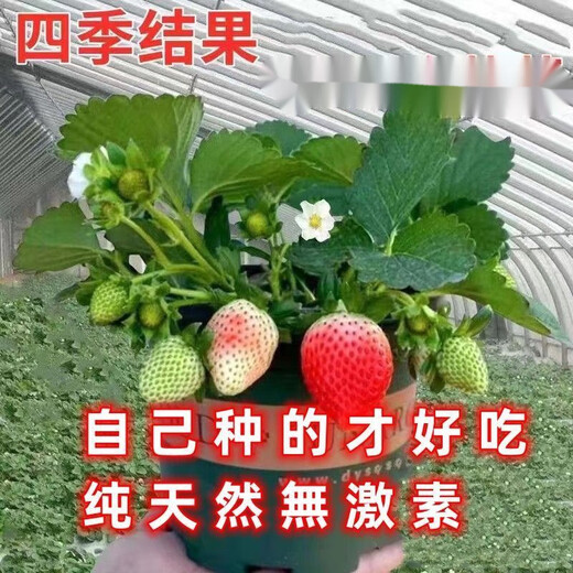 Cream strawberry seedlings potted four-season strawberry seedlings planted in the south and north bear fruit in the same year. Bare roots are cold and frost-resistant (four seasons cream strawberry) (10 pieces++pot+fertilizer) and the results are endless.