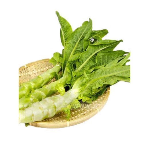 Lettuce seedlings, red lettuce seedlings, lettuce seedlings, family balcony open field, high-yielding autumn and winter cold-resistant vegetable seedlings, 10 red lettuce seedlings