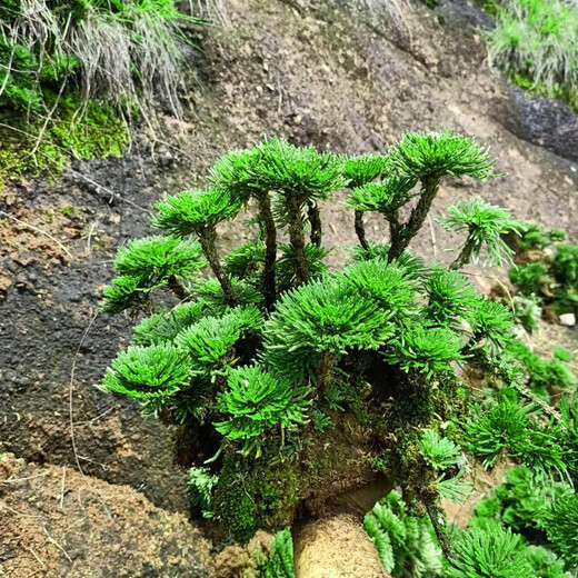 Shantou Lincun Selaginella nine-death resurrection grass desktop flowers and plants bonsai potted rockery combination absorbent stone calamus orchids. The whole nest of about 12 to 15 heads is dug on the same day. Pallets are not included.