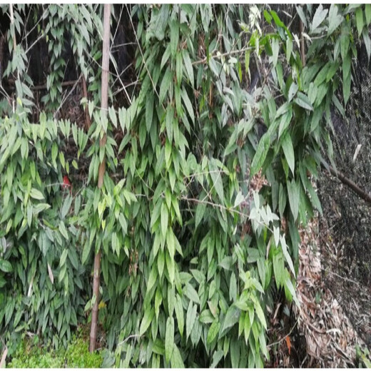 Golden fruit bulbs, small bulbs for ground gall seeds, Golden bulb seedlings, wild provenance, 10 seedlings (seedlings about half a year old), bare roots without soil