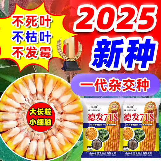 2025 New Corn Seed Collection, High Yield, Low Stem, Lodging Resistance, Academy of Agricultural Sciences, Disease Resistant Grain and Feed Dual-Purpose Bract Seeds, Defa 718 Original Factory