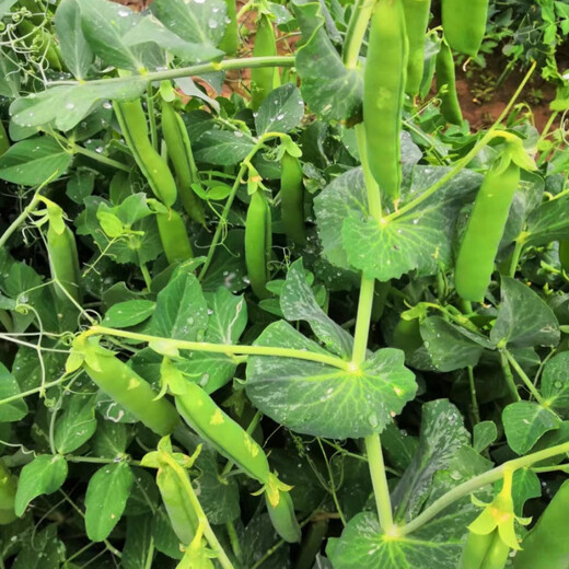 Zhentian 99 Sweet Pea Seeds Longevity Kernel Large Pods Large Sweet Crisp Dutch Pea Seeds Sown in Spring and Autumn Four Seasons Pea Seeds 10Jin Jin equals 0.5kg Original Bag Zhentian 99