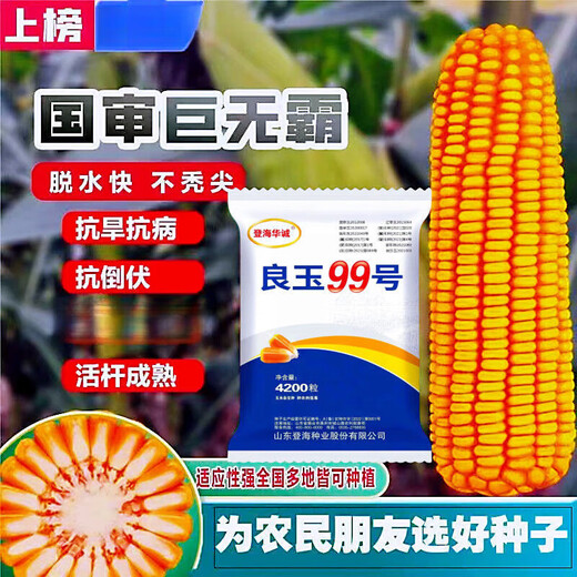 Arbre de semence de maïs Liangyu 99 à rendement stable approuvé au niveau national, grain fin, résistant aux températures profondes, résistant à la verse, résistant aux maladies, semence de maïs à rendement super stable, Liangyu 99 original, 4200 grains, un acre de terre