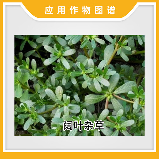 BASF BASF herbicide 480g/L bentazone sodium salt potato soybean seedling field broadleaf grass herbicide pesticide 100ml