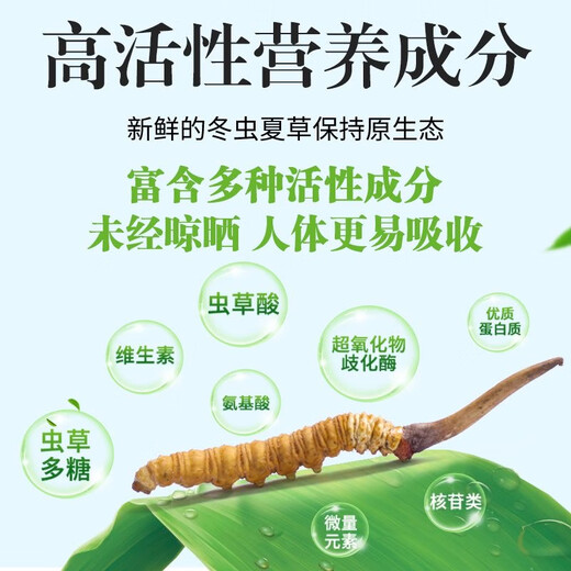
[Tibet Straight Hair] Authentic First Fresh Cordyceps 2025 Selected High Altitude Fresh Cordyceps SF Cold Chain Big Grass 1-1.2g Specifications 10 Roots