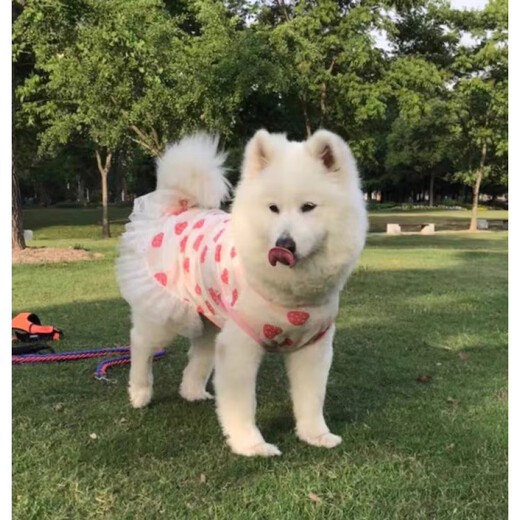 宠物大狗衣服中大型犬透气防掉毛防晒网纱萨摩金毛夏季薄款背心裙 粉色彩虹(不退不换) 110码(胸围9756-70斤左右)