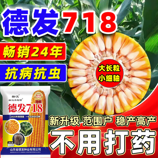 2025 New Corn Seed Collection, High Yield, Low Stem, Lodging Resistance, Academy of Agricultural Sciences, Disease Resistant Grain and Feed Dual-Purpose Bract Seeds, Defa 718 Original Factory