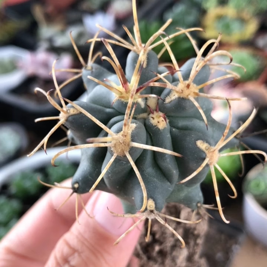 迎虞花苑  王妃雷神白中斑 龙舌兰科多肉植物小盆栽 变异花卉植物好养大 黑罗刹开黑色花3-5厘米