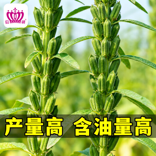 Xinyan high-yielding sesame seeds, four-sided, high-oil, multi-resistant black and white sesame seeds planted in farm fields, spring and summer four-season vegetable seeds, high-yielding black sesame seeds, gold-grade black sesame seeds, 30g*1 bag