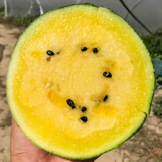 Shouhe watermelon seeds seedlings potted early maturing yellow heart gift melon fruit seeds Weifeng Xiaofeng watermelon seeds 15 pieces