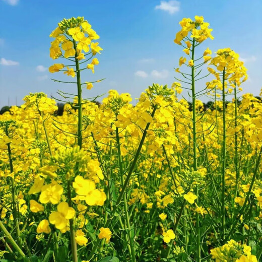 Autumn Ying rape seedlings, rapeseed seedlings, rapeseed seedlings, celery seedlings, autumn and winter high-yielding seedlings, vegetable seedlings, rapeseed seedlings, 20 rapeseed seedlings