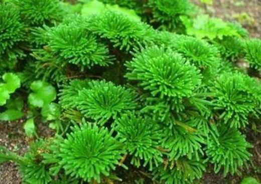 Shantou Lincun Selaginella nine-dead resurrection grass tabletop flowers and plants bonsai potted rockery combination absorbent stone calamus orchid. The whole nest of about 40~50 heads is dug on the same day. Pallets are not included.