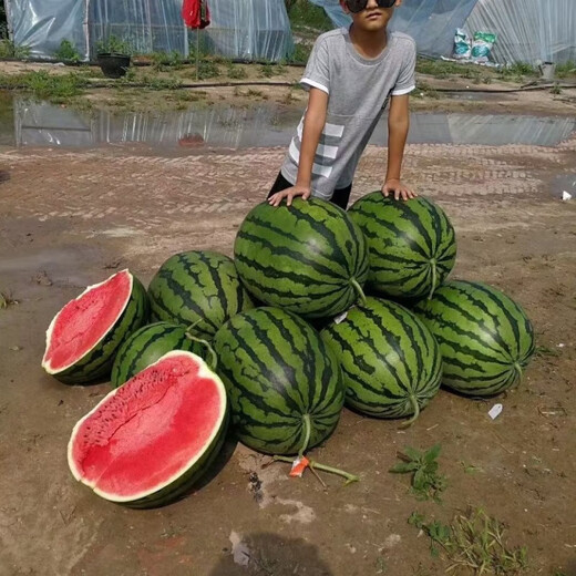 Fengba C929 watermelon seed round melon with thin skin, super sweet, medium and late maturity, high yield and disease resistance base, special for Fengba C929 one can (80g)