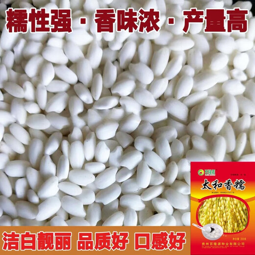 Гуйчжоу Тайхэ Сяннуо/Хуинуо 330/Цяннуою 88 семена ароматного клейкого риса, семена клейкого риса с короткими зернами, круглые, Цяннуою 88, одна упаковка (длинный клейкий рис 200 г) гибрид