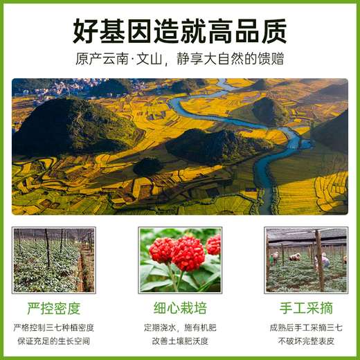 
Taishoutang Sanqi powder 250g Tianqi powder 3t powder Yunnan Wenshan produces 37 pure fine powder for nourishing gifts for the elderly and elders