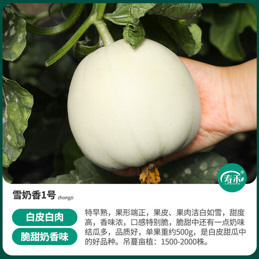Shouhe white-skinned melon seeds, red-fleshed melons, white melons, new and old melon seeds, vegetable fields, Xue Naixiang No. 1 fragrant melon seeds, 400 capsules x 2 bags