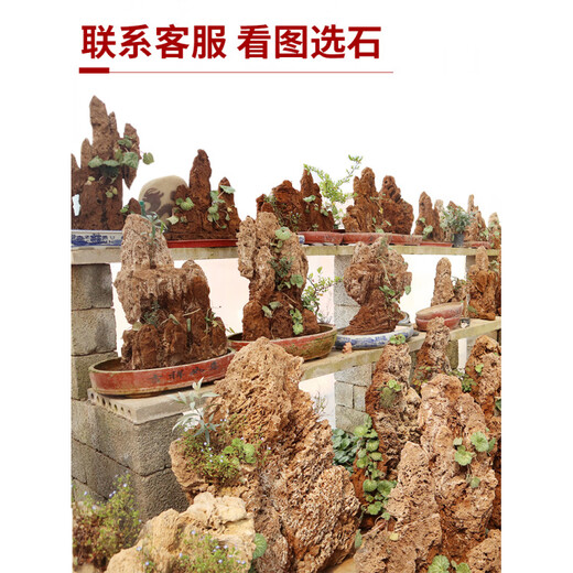 Water-absorbing stone rockery bonsai water-absorbing stone rockery bonsai natural raw stone landscaping small ornaments ornamental stone rough stone two pieces of grass seeds a pack