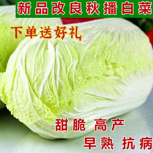 Autumn sowing Chinese cabbage seeds 90 days cabbage balling cabbage early and late maturing farmhouse high-yielding disease-resistant vegetable seeds newly improved Shandong No. 4 autumn cabbage 500 capsules