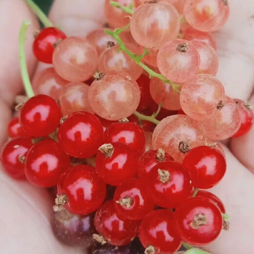 Currant Seeds Gooseberry Tree Potted Fruit Berry Seeds Patio Balcony Red Currant Seeds Selected 1 Pack of 100 Capsules