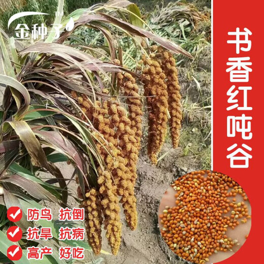 Millet, red millet seed, small fragrant rice, upland rice seed, fragrant and glutinous high-yielding field, black grain and white grain seed, drought-resistant white grain/100g white grain white rice
