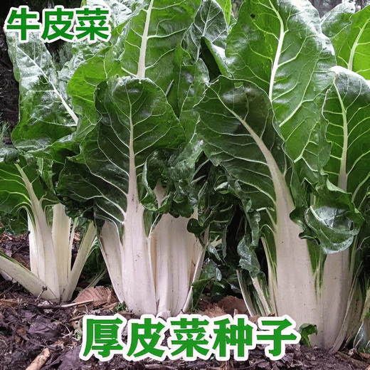 Xinning Brassicae Seeds are edible white stems, large broad leaves, thick skins, high-yield all-season old varieties, Spring Brassica Genda Vegetable Seeds, Broad-leaf Brassicae 2 packs and 3 packs (selected by 60 people)