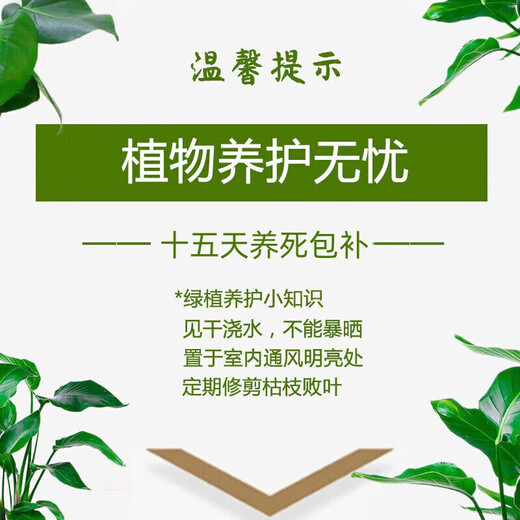 Taixisi small-leaf red nan green plant potted hydroponic plants are easy to grow living room green plant ornaments + Guangtide water-absorbing basin, straight from the source