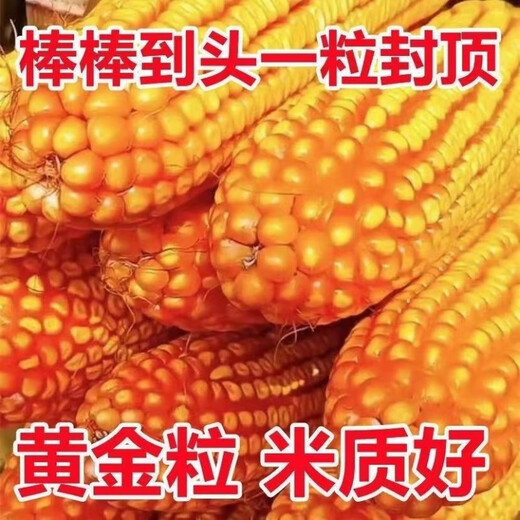 New species double national review original Zhongkeyu 505 corn seeds are resistant to lodging and insects. It is good to sow low-stem big stick seeds in spring and summer. New species original Zhongkeyu 505 4200 grains x1-pack