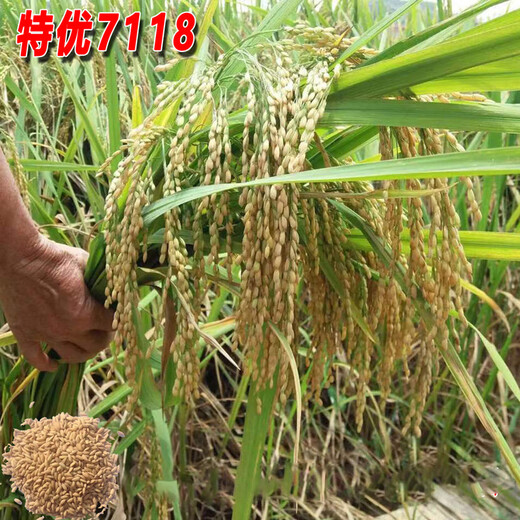 Dao Yufeng Agricultural Premium 7118 Рисовые семена, зерна, стебли, желтые шипы, фиолетовый Беззерновая круглая рисовая мука Специальный рис Специальный рис премиум-класса 7118 Рисовая мука Специальный рис 2 Цзинь Цзинь равен 0,5 кг, упакован в 1 пакет (бесплатная подарочная упаковка риса)