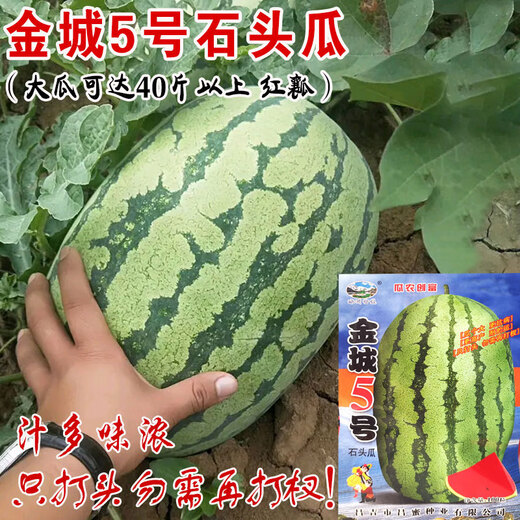 Jincheng No. 5 Sweet King Watermelon Seed Seed High Yield Black Jingxin Fruit Giant Extra Large Four Seasons Lazy Super Jincheng No. 5 100 capsules bag, really sweet, really big, really