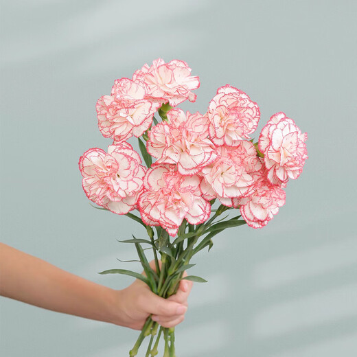 Mother's Day gift: 10 single-headed carnations in random colors