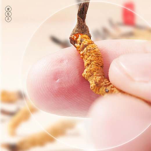雷允上【官方】冬虫夏草礼盒冻干虫草  养生礼品送礼送长辈 3.2根/g 10g约32根