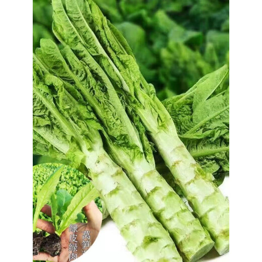 Lettuce seedlings, red lettuce seedlings, lettuce seedlings, family balcony open field, high-yielding autumn and winter cold-resistant vegetable seedlings, 10 red lettuce seedlings