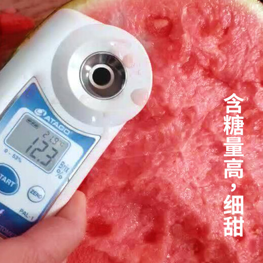 Meidu 8482 Kirin Watermelon Seed Collection Lazy Man Sweet King Seedless High Yield Balcony Small Southern Vegetable Seed Lazy Man 8424 Watermelon About 35 Pieces Original Activity