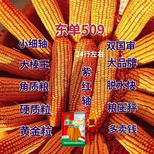 Spot new species Dongdan 509 double national-approved twin short-stem extra-large cob high-yielding corn seed purple stem purple root lodging resistance Big Mac Dongdan 509 whole bag 3.2 Jin Jin equals 0.5 kg per acre red axis long grain lodging resistance drought and pest resistance high temperature