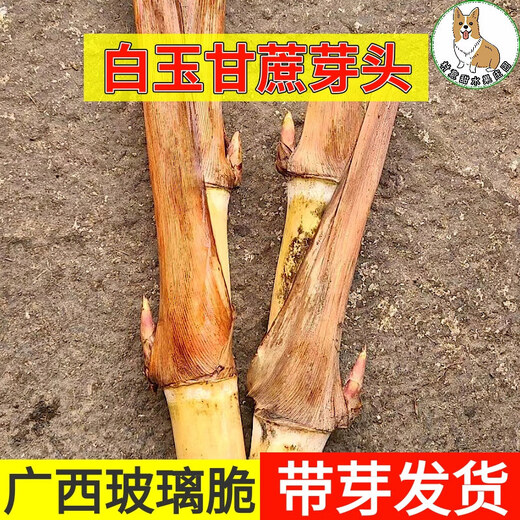 Asarum Guangxi Muge White Jade Sugar Cane Seeds Authentic Glass Crisp Seedlings Origin Straight Hair with Buds Delivered 15 Roots