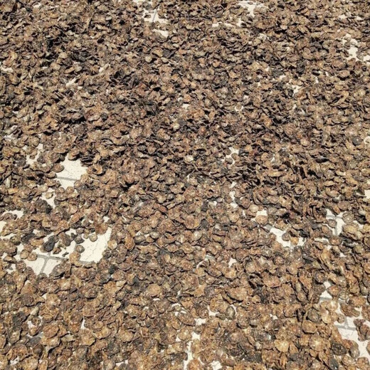 Vileri Xishuangbanna Dried Noni Fruit Slices, Defecation and Stay-Up Stomach Health Tea, Six Bags, One Bag of Premium Products