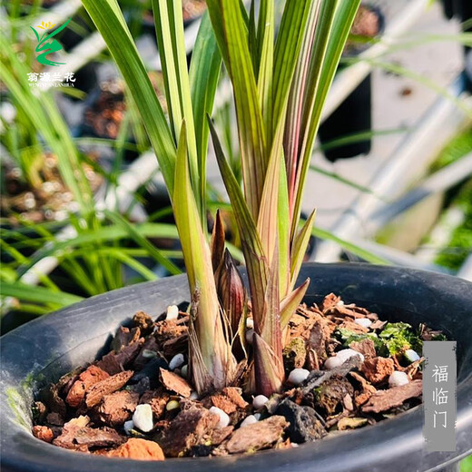 Wengyuan Orchid Lotus Petal Orchid Fulinmen Thin-Leaf Red Orchid Potted Fragrant Orchid Fulinmen 1 Seedling Extra Strong Seedling Simple Pot Soil