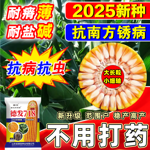 2025 New Corn Seed Collection, High Yield, Low Stem, Lodging Resistance, Academy of Agricultural Sciences, Disease Resistant Grain and Feed Dual-Purpose Bract Seeds, Defa 718 Original Factory