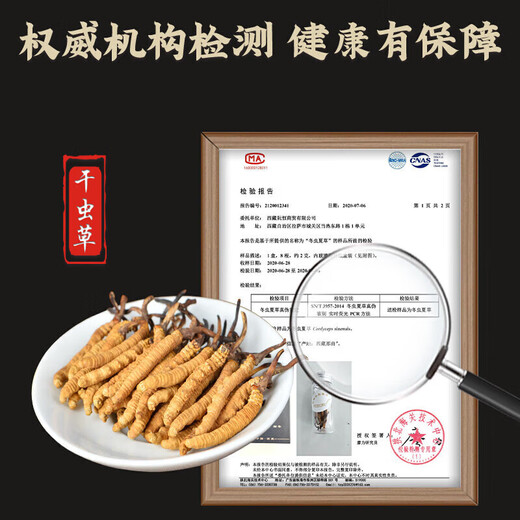 【支持质检】大断草正宗冬虫夏草断草虫草断草自食滋补正品纯肉节 断虫草10克送1克