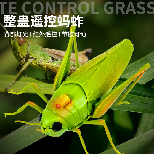 
Creation techniques remote control grasshopper electric toys little boys and girls Internet celebrity simulation can move insects, reptiles, small animals, children's pranks [Classic version - remote control centipede] Yellow and black model 9901+ screwdriver, equal size