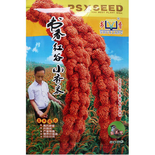 Millet, red millet seed, small fragrant rice, upland rice seed, fragrant and glutinous high-yielding field, black grain and white grain seed, drought-resistant white grain/100g white grain white rice