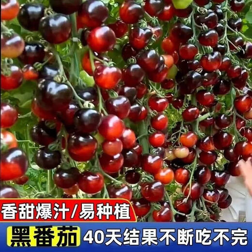 Black Tomato Seeds, Waterfall Tomatoes, Black Pearl Tomatoes, Small Tomato Seeds, Potted Cherry Tomato Fruit Seeds, Black Falls Cherry Tomato Seeds/pack, about 200 capsules, 5 packs