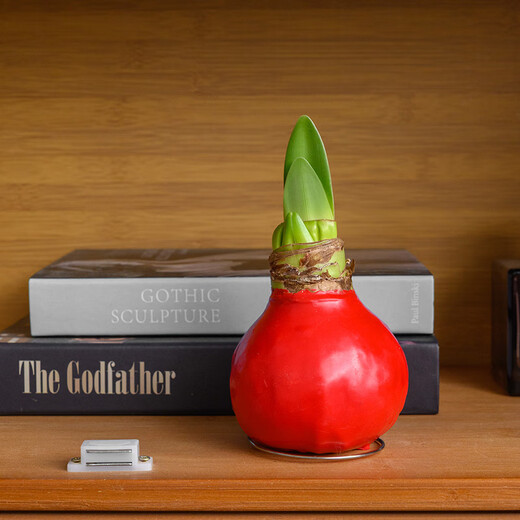 Destined Red 1 Amaryllis seed bulb imported from Peru