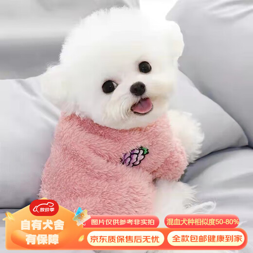 Mixed Chinese Pastoral Dog Golden Retriever Corgi German Shepherd Labrador Horse Dog Shiba Inu Bichon Frize Puppy Pet Dog Live Mixed Class German Shepherd Mixed